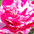 Roza - bela - Pokrovne vrtnice - Gaudy™